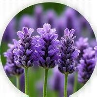 Close-up of vibrant purple lavender flowers