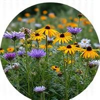 A field of various native North Carolina wildflowers in full bloom, attracting pollinators.