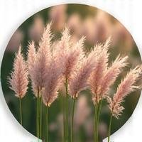 Feathery ornamental grasses swaying in a gentle breeze.