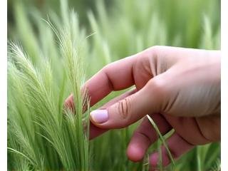 Someone's hand lightly touching soft, feathery ornamental grass.